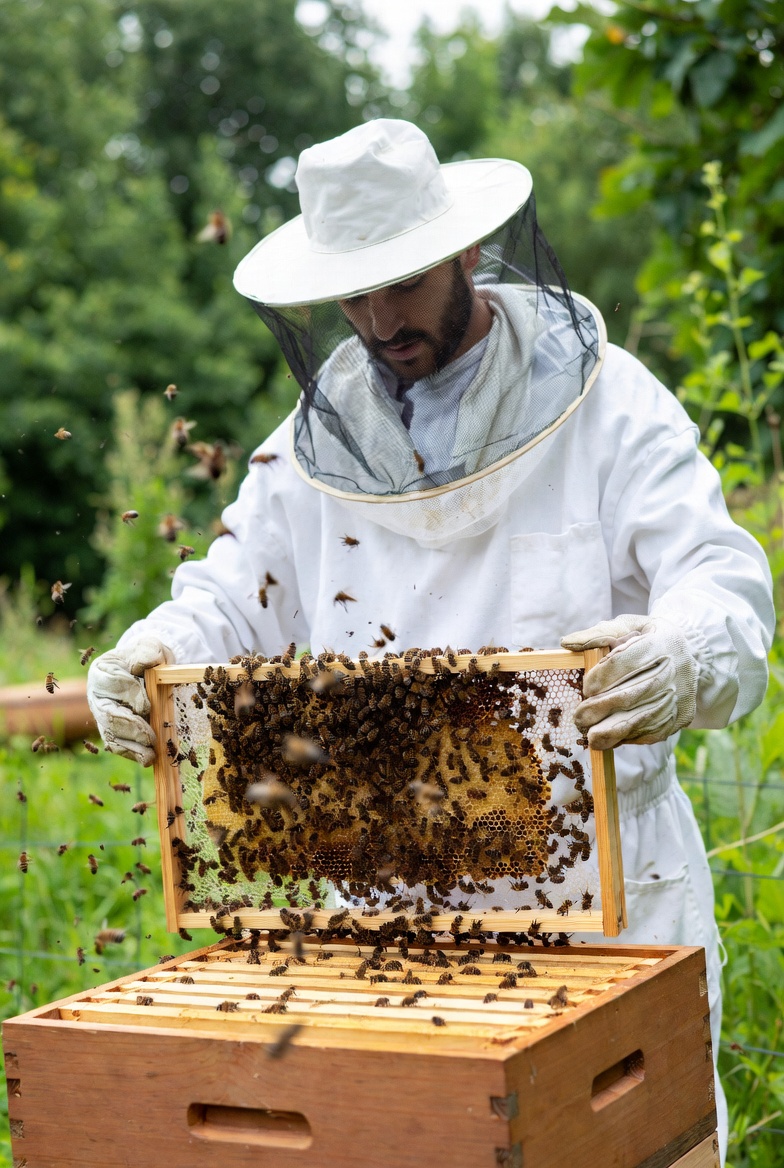 Estrategias para Salvar a las Abejas en el 2026